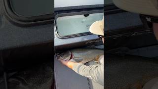 Insane Jigging Lake Trout In 100 Feet On Lake Superior Mega Caught