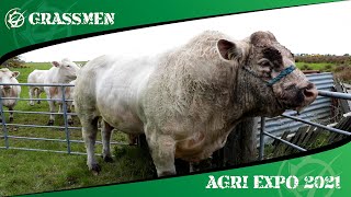 CLOUGHER FARM BEEF CATTLE  GRASSMEN AGRI EXPO DAY 1