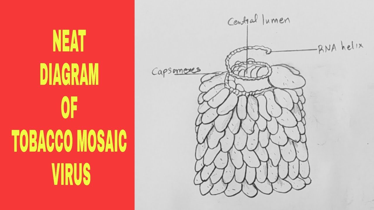 HOW TO DRAW DIAGRAM OF TOBACCO MOSAIC VIRUS / STEP BY STEP DRAWING