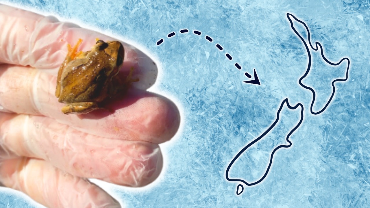 Meet the Tiny Tree Frog that Thrives in the cold.....