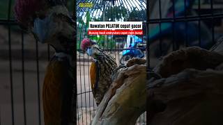 Download Lagu rawatan agar burung PELATUK BAWANG cepat gacor ‼️😱 #shorts #pelatukbawang #fyp MP3