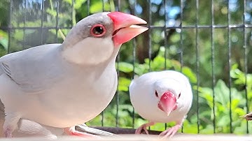 Java sparrow singing sound: java sparrows have wonderful sound and singing when they sing together.