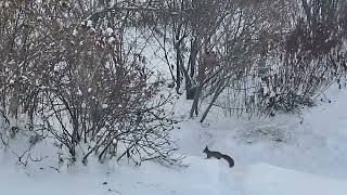 2025-11-29 Garden Squirrel