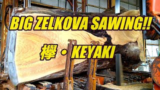 BIG ZELKOVA SAWING!!/欅・keyaki製材です。