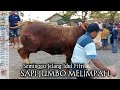 SAPI JUMBO MELIMPAH JELANG IDUL FITRI 2026
