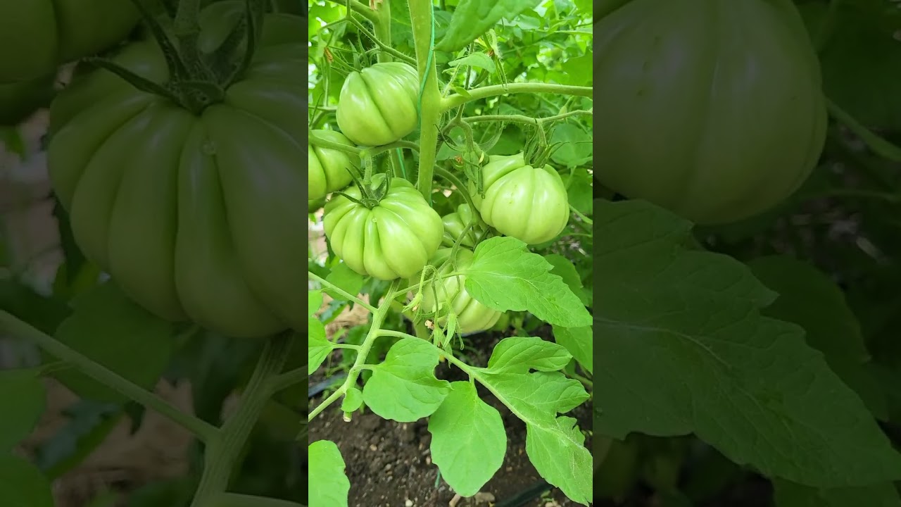 Теплица летом, небольшой обзор томатов, какие высаживала, как они себя показывают. 