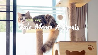 Most Adorable Animal Memes in My Daily Vlog