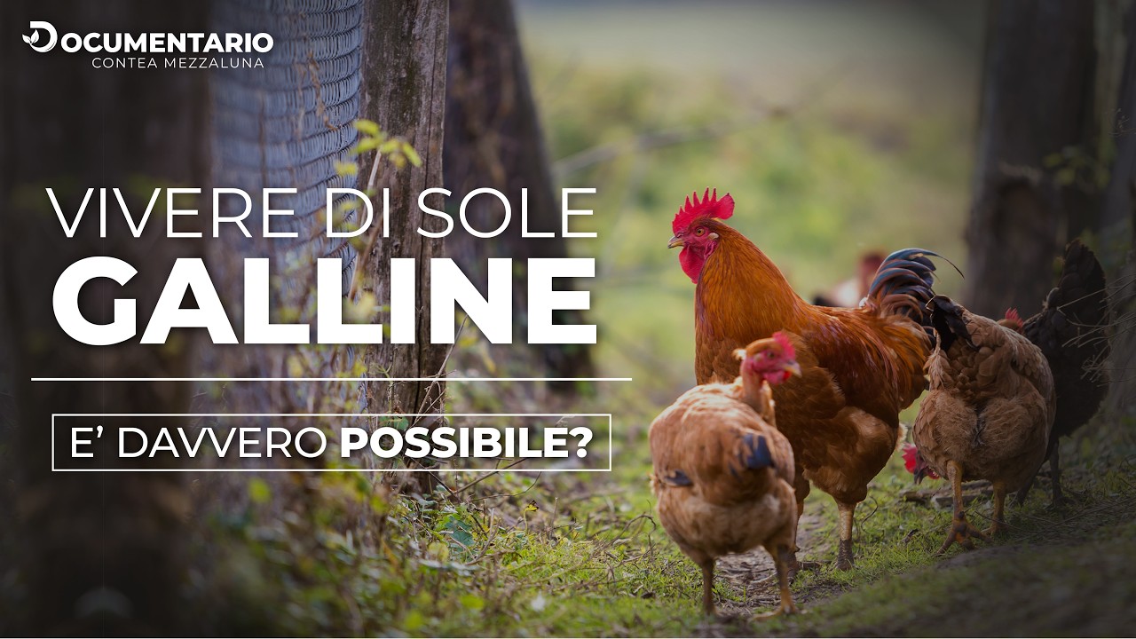 Vendere Uova da Galline: È Davvero Un Affare? Scopri Pro e Contro!