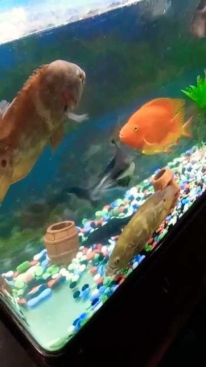 reyansh-trying-to-get-aquarium-fish-viral-youtubeshorts-shorts