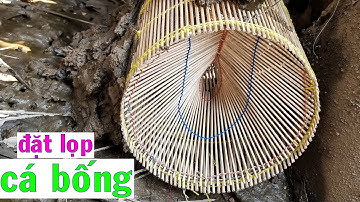 ĐẶT LỌP CÁ BỐNG DỪA, cách sử dụng lọp và bài mồi hiệu quả