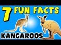 7 fun facts about kangaroos facts for kids australia animals learning colors funny sock puppet