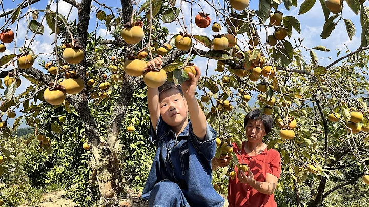 A tree full of persimmons, grandma picks dried persimmon cakes and dried persimmons, golden and soft - 天天要聞