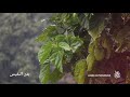 الحب في الله بدر النفيس