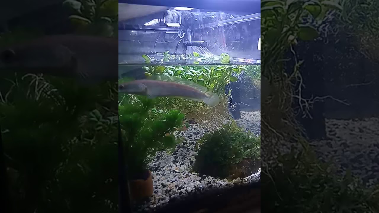  Aquarium  ke indahan dalam  rumah  YouTube