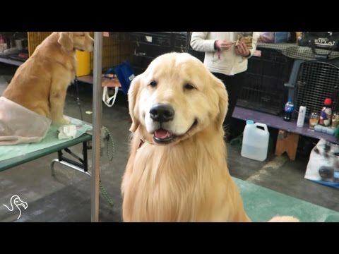 Beauty Regimens of the Westminster Dog Show