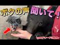 赤ちゃん熊が飼育員に甘える声をキレイに録音できたので聞いてみてください！【ASMR】