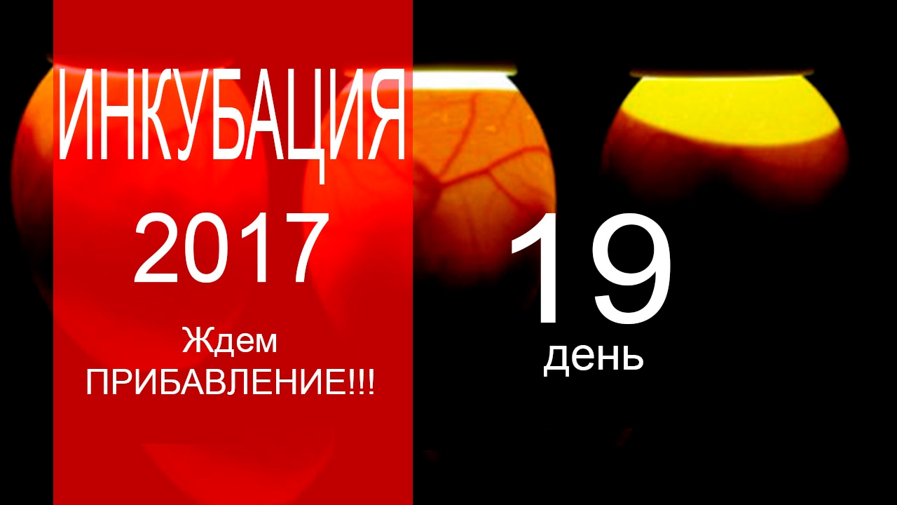 Дни Инкубации Куриных Яиц Фото Дни Инкубации Куриных Яиц Фото