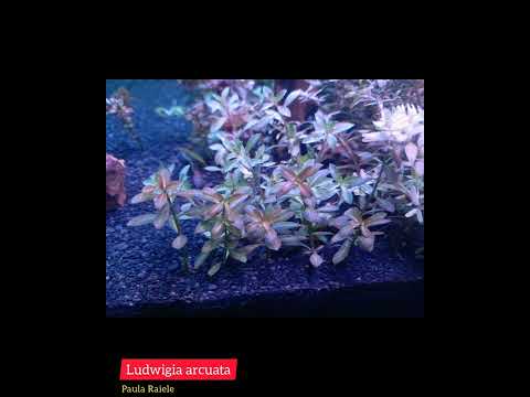 Ludwigia arcuata - Forma emersa para imersa