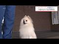 小型犬ならではの特長を生かして 宮崎県内初 ポメラニアンが警察犬に