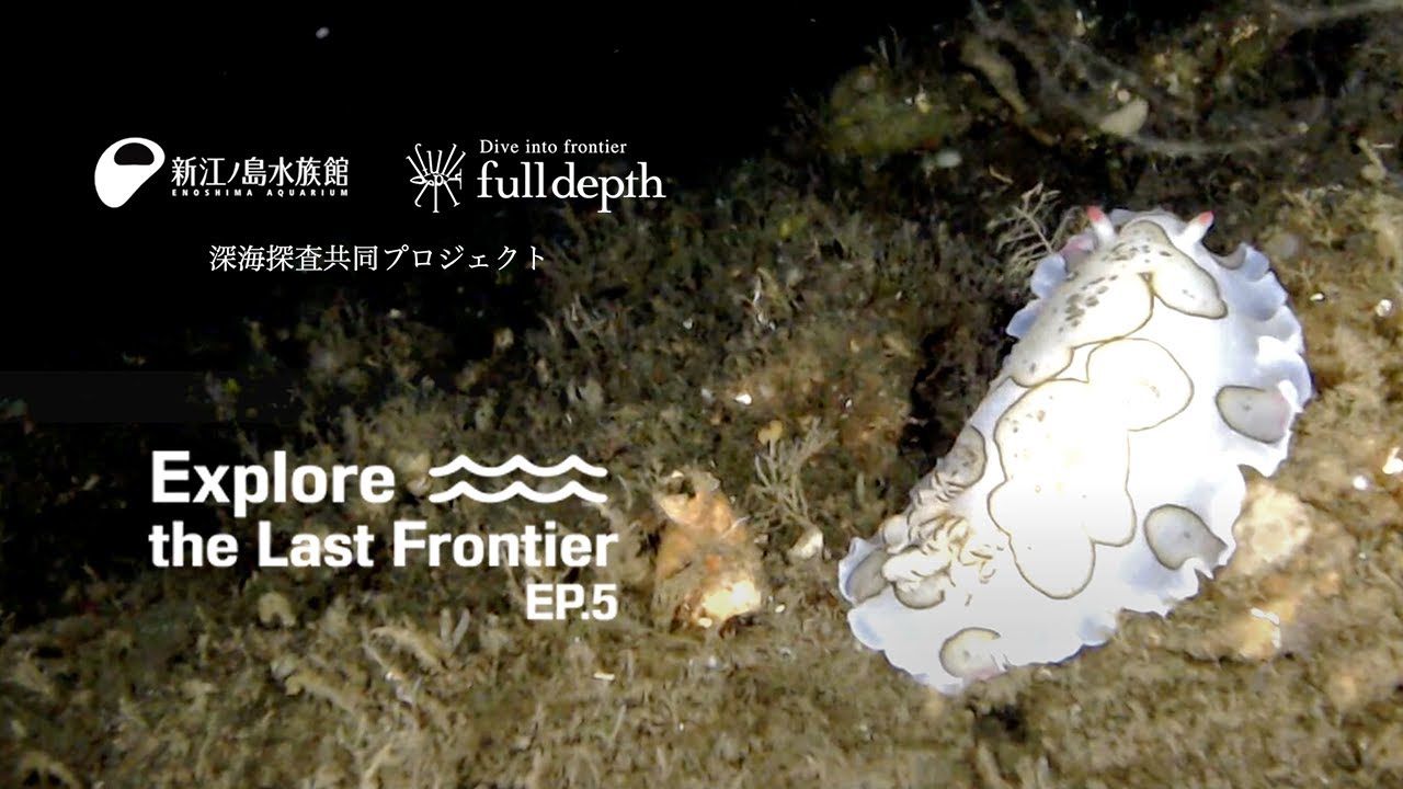 産業用水中ドローンで深海探査 | FullDepthと新江ノ島水族館の共同