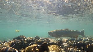 Largest dam removal in US history could save Yurok tribe's salmon supply l ABCNL