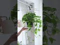 How long does it take for your plant to get from this to this? #houseplants #plants #pothos #growing