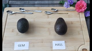 Blind Taste Test of a GEM Avocado vs. Hass Avocado. Winner is.......