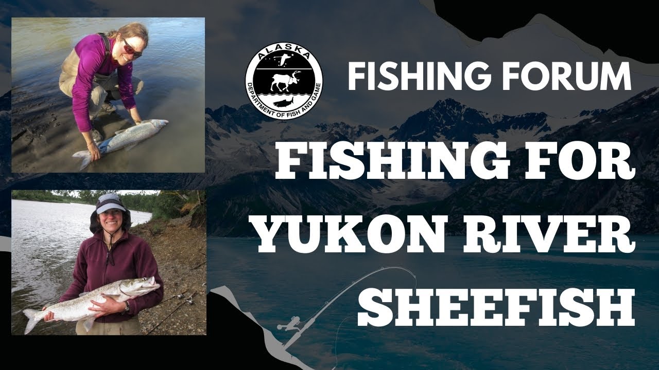 Online Fishing Forum: Fishing for Yukon River Sheefish - YouTube