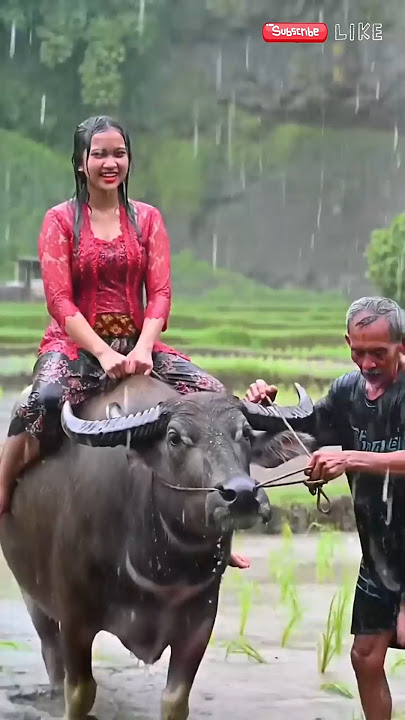 Gadis Desa Naik Kerbau Saat Hujan Deras | Suasana Pedesaan yang Menyentuh Hati #gadisdesa #kerbau