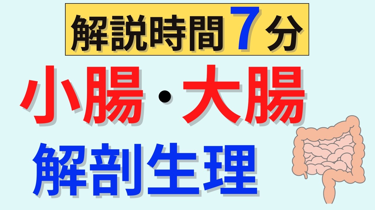 【解説時間7分】腸の解剖生理