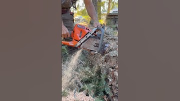 #husqvarna #572 #logger #firewood #squareground #faller #chainsaws #bbr #westcoast