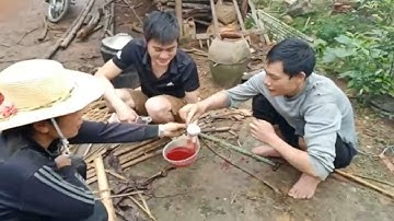 Rượu tiết dúi/ Bắp bi TV