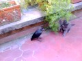Animal dpt.  Crow & cats playing - Corvo e gatti giocano