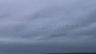 Cranes Grues Grullas Grus grus at Gallocanta