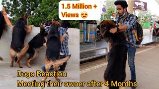 Dog Meeting their Owner after 4 Months || Pets Reaction