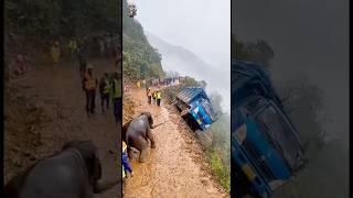 The Elephant That Stopped a Truck from Flipping! 🐘💪 #AnimalHero #rescuemoment