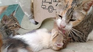 Mother Cat Adopting Abandon Kitten And Licking him