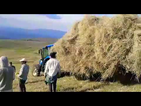 Dağçayırı Köyü Ot çekme  zamanı (Pala Qeliçey)