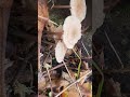fungi find! #fungi #foraging #mushroom #mycology #pnw #nature #outdoors