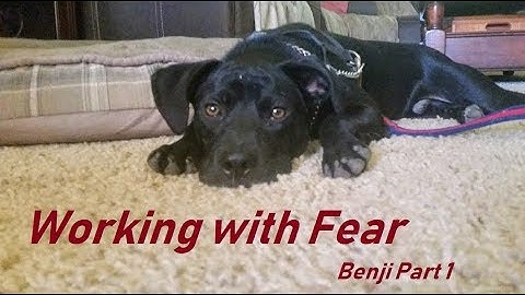 Help a Fearful Dog Gain Confidence (Benji part 1)