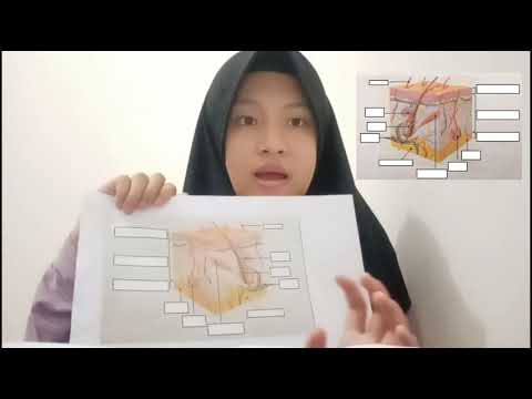 Video: Mengapa yang dimaksud dengan sistem integumen?