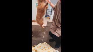 #Shorts トイプードルのおやつハンターが可愛い