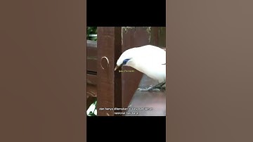 Jalak Bali | Burung Endemik Pulau Bali Yang Nyaris Punah #burung #unik #endemik #jalakbali #hewan