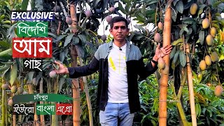 Exclusive বিদেশি আমসহ গাছ চাঁদপুরের ইউরো বাংলা এগ্রোতে | Mango Tree Price | Gardening Bangladesh