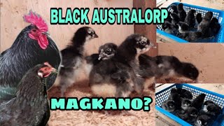 MAGKANO PRESYO SA NABILI NATING BLACK AUSTRALORP DAY OLD CHICKS | BLACK AUSTRALORP