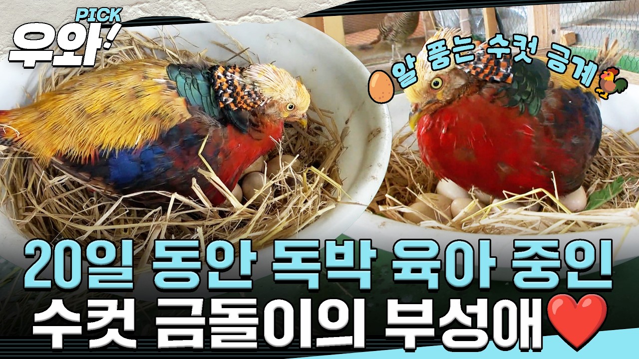 [⭐‍️#우와픽] 모성애❌ 부성애⭕ 독박 육아 만렙 수탉 금돌이🐓 #순간포착세상에이런일이 #우와한비디오 #우와픽