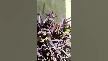 نبات سهل مناسب للمبتدئين اكسبلور زراعة نباتات Garden Plants Nature بذور Flowers Gardening 