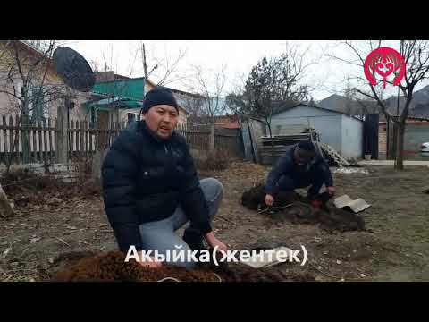 Акыйка жентек