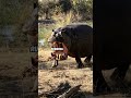 5 cool Facts About Hippos