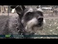 В Днепропетровской области домашние собаки загрызли женщину